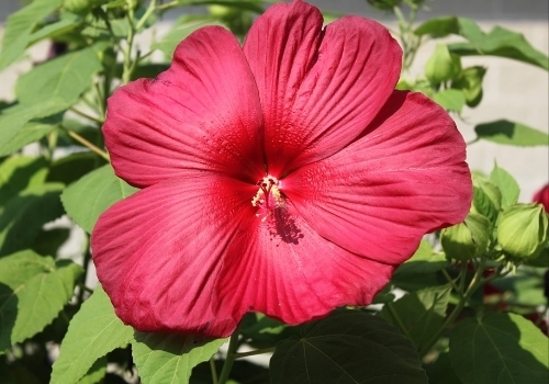 Hibiscus Plant Easy Guide: How to Grow and Care for It - Foter