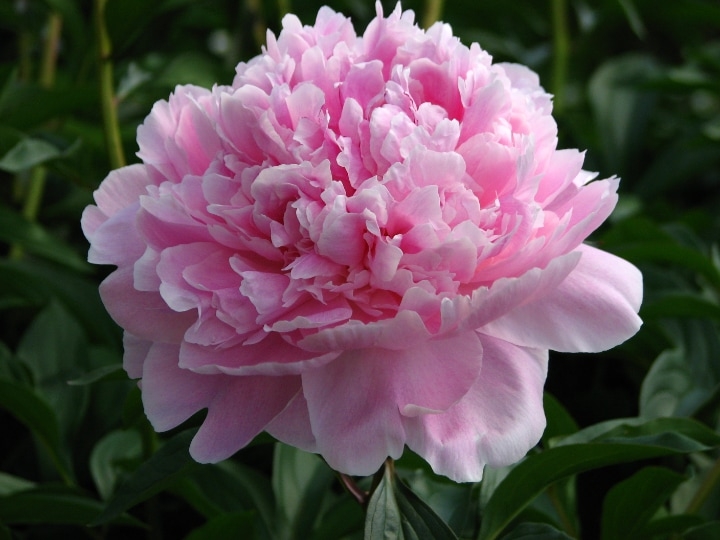 Peonies Definitive Guide & How to Grow and Care for Them - Foter