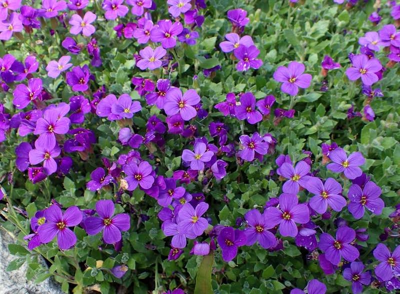 rock cress perennial flower rock cress perennial flower