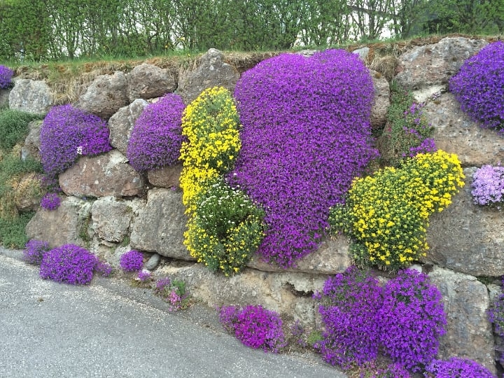 rock garden plant wall rock garden plant wall