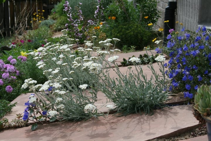 rock garden with yarrow rock garden with yarrow