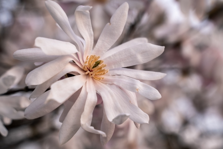 royal star magnolia tree royal star magnolia tree