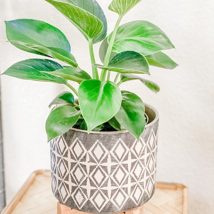 Roz Ceramic Pot Planter