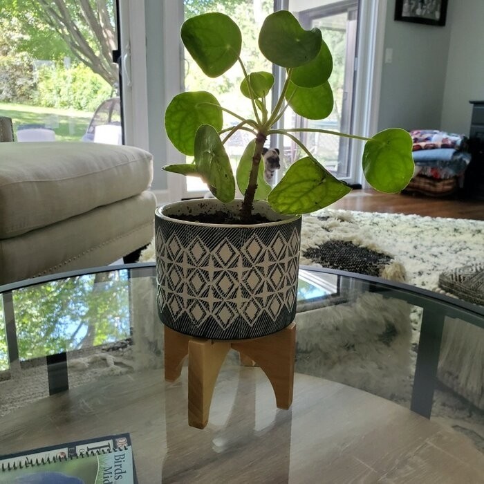Roz Ceramic Pot Planter