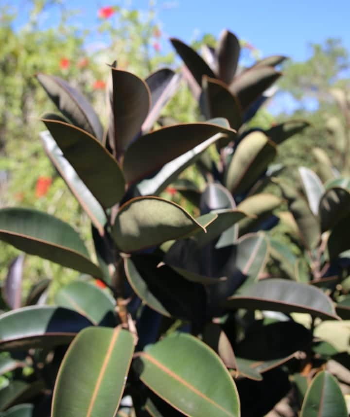 rubber tree low light indoor shade tree rubber tree low light indoor shade tree