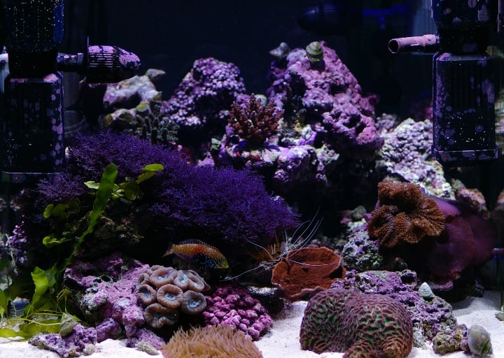 salt water aquarium salt water aquarium