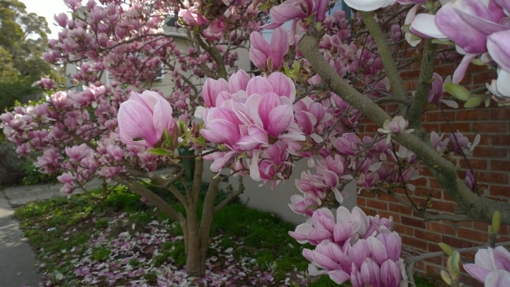 saucer magnolia tree saucer magnolia tree
