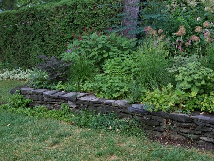 shade perennials shade perennials