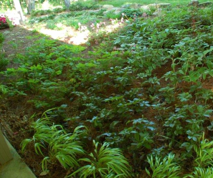 shade tolerant bushes shade tolerant bushes
