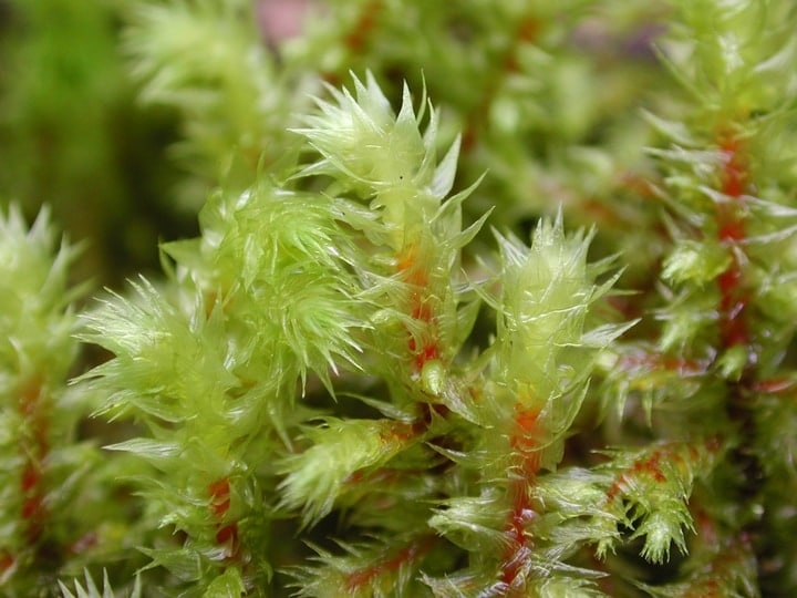 15 Great Moss Gardening Ideas & Easy Moss Garden Guide - Foter