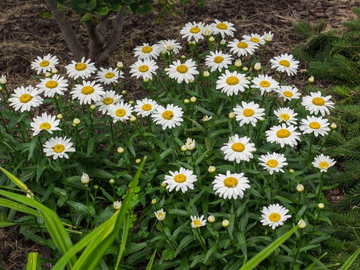 shasta daisy leucanthemum superbum shasta daisy leucanthemum superbum