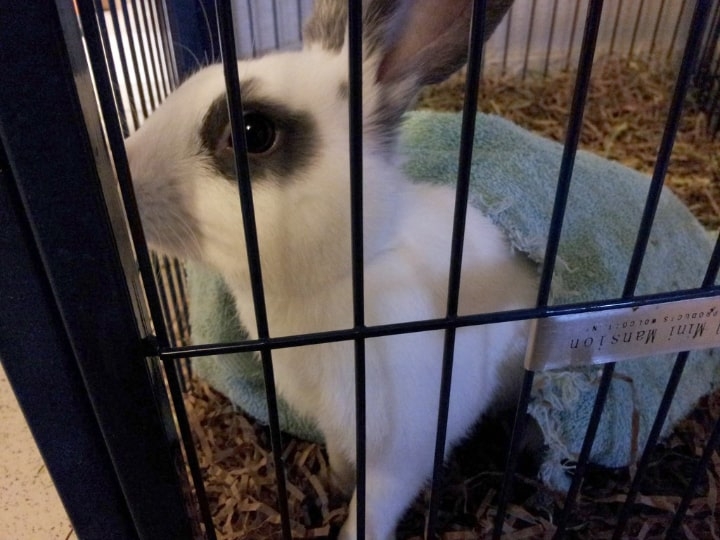 sick rabbit in a cage monitored sick rabbit in a cage monitored