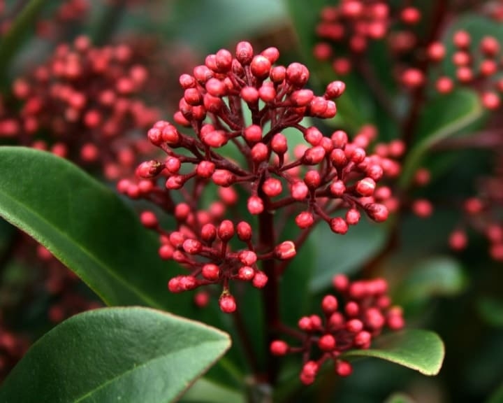 skimmia japonica shade loving shrubs skimmia japonica shade loving shrubs