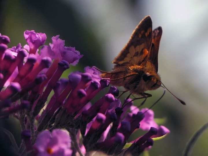 skipper butterfly on butterfly bush skipper butterfly on butterfly bush