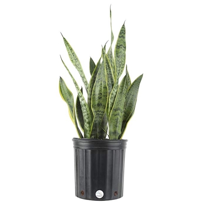Snake Plant Best Indoor House Plants Snake Plant Best Indoor House Plants