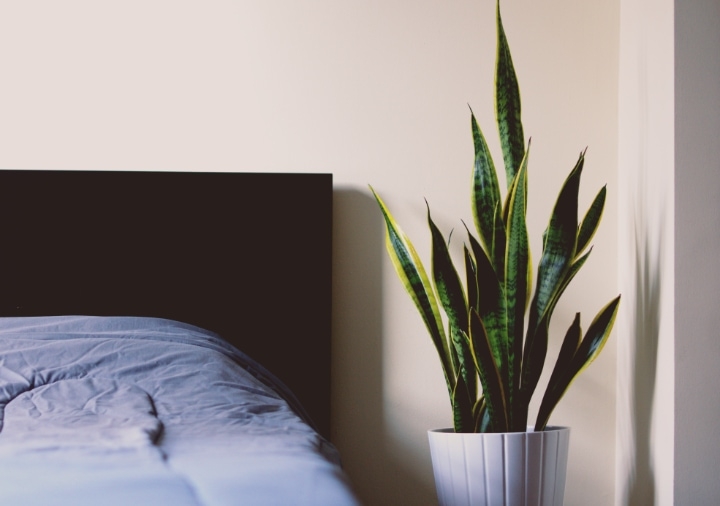 snake plant on night stand snake plant on night stand