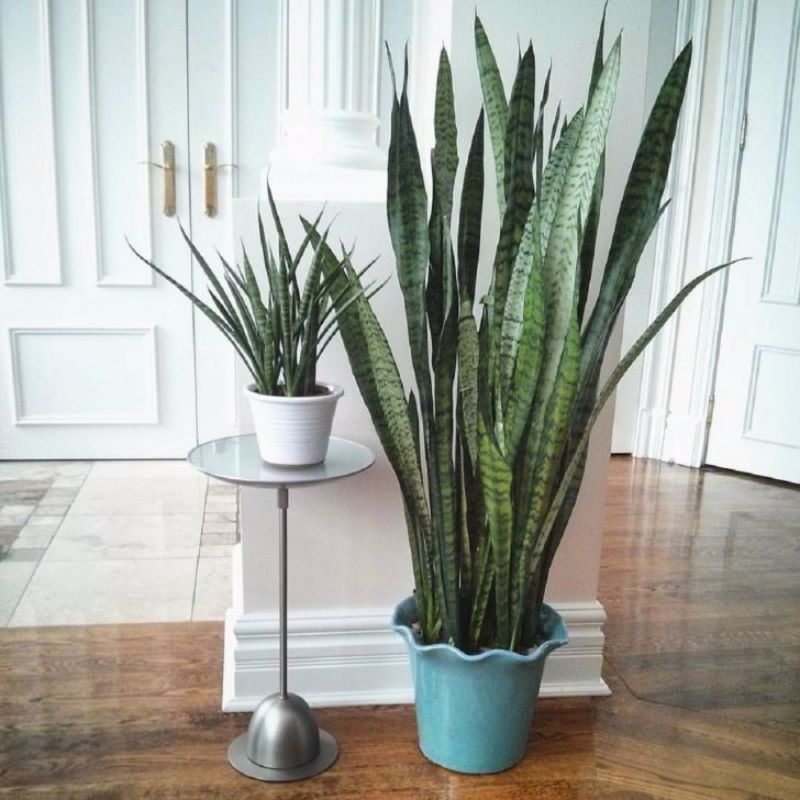 snake plants best indoor plants snake plants best indoor plants