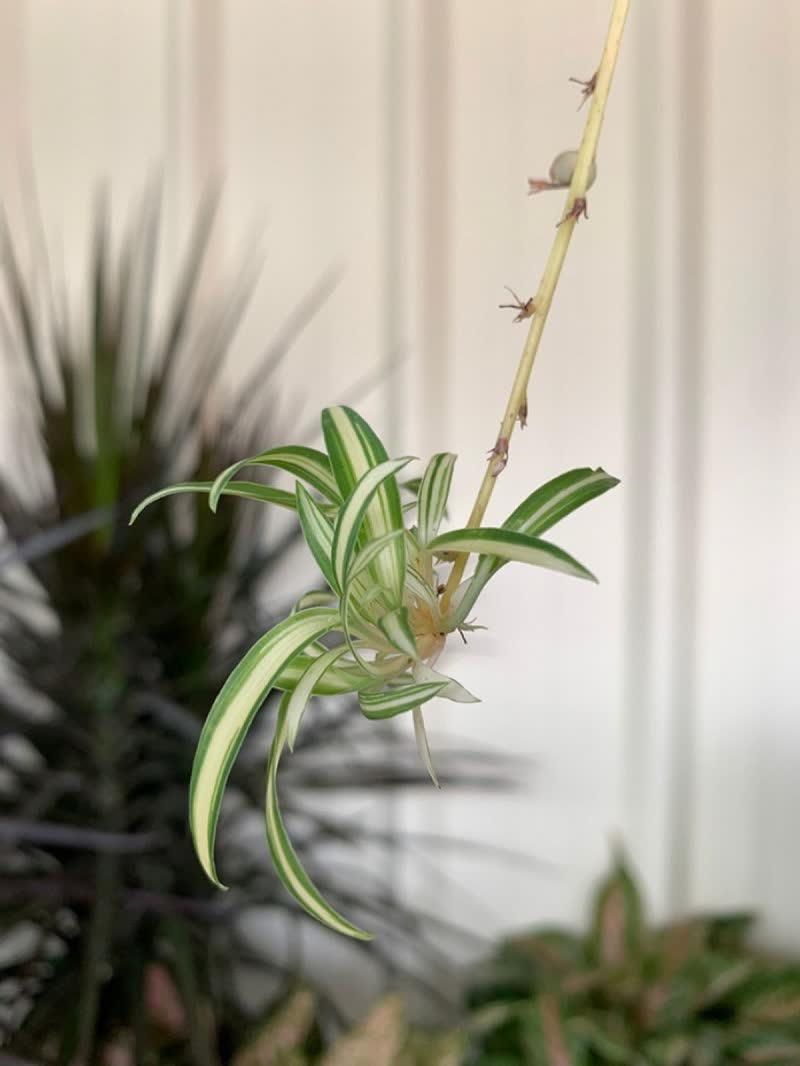 spider plant terrarium plant