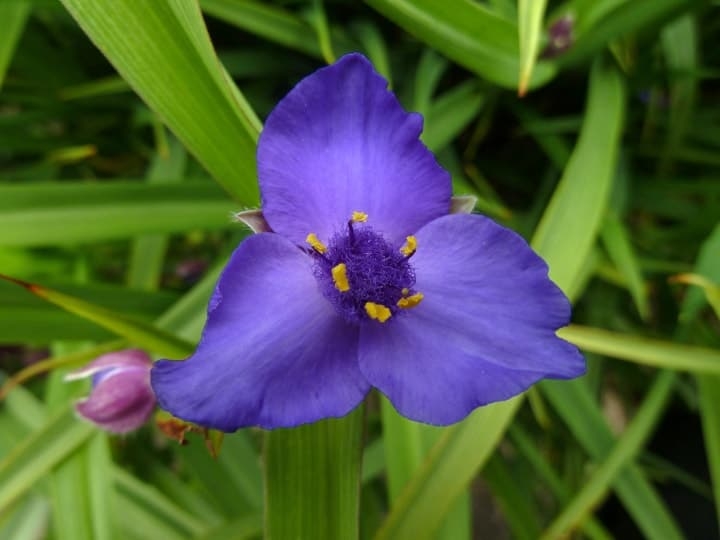 spiderwort shade perennial spiderwort shade perennial