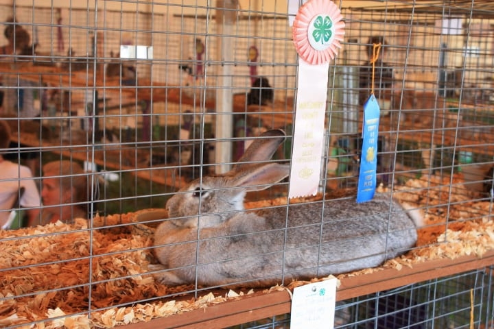 stacked rabbit cages stacked rabbit cages