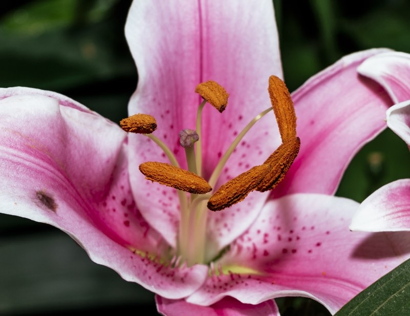 stargazer lily stargazer lily
