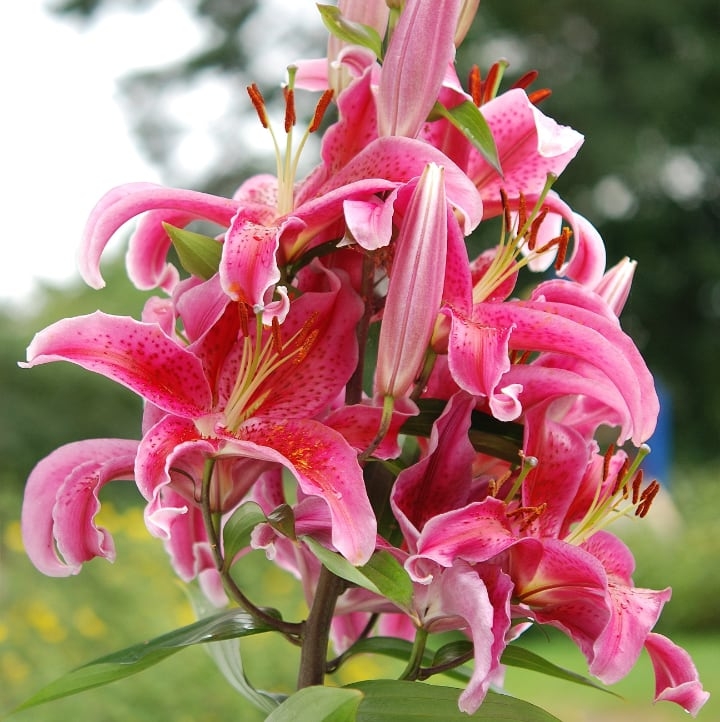stargazer oriental hybrid lily fower stargazer oriental hybrid lily fower