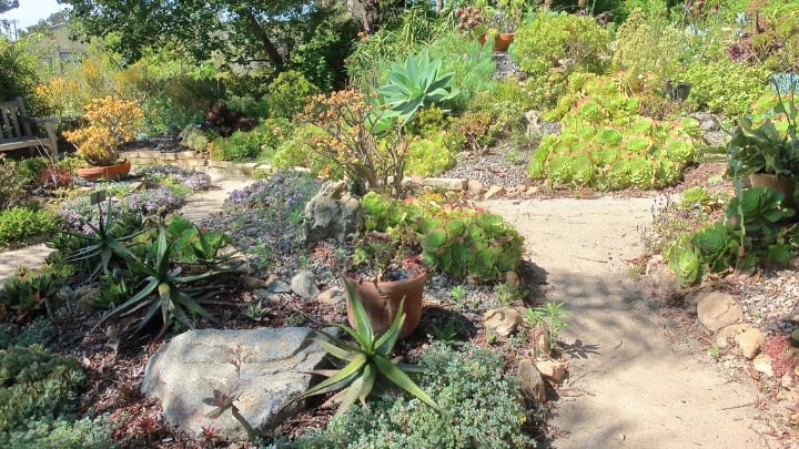 succulent botanic garden succulent botanic garden