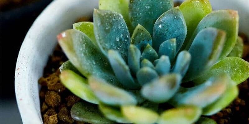 succulent plants vertical garden succulent plants vertical garden