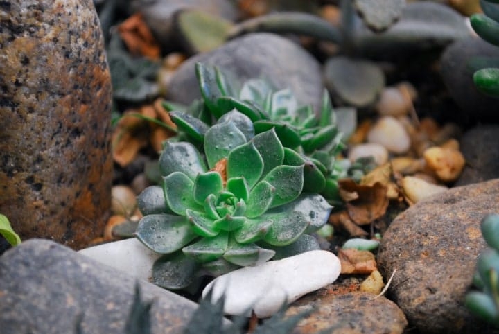 succulent plants with rocks succulent plants with rocks
