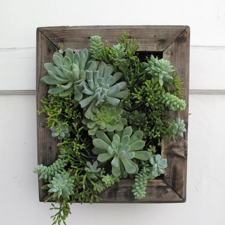 succulent wall garden succulent wall garden