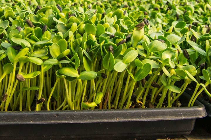 sunflower microgreens sunflower microgreens