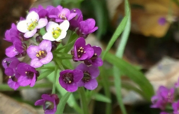 sweet alyssum flowers sweet alyssum flowers