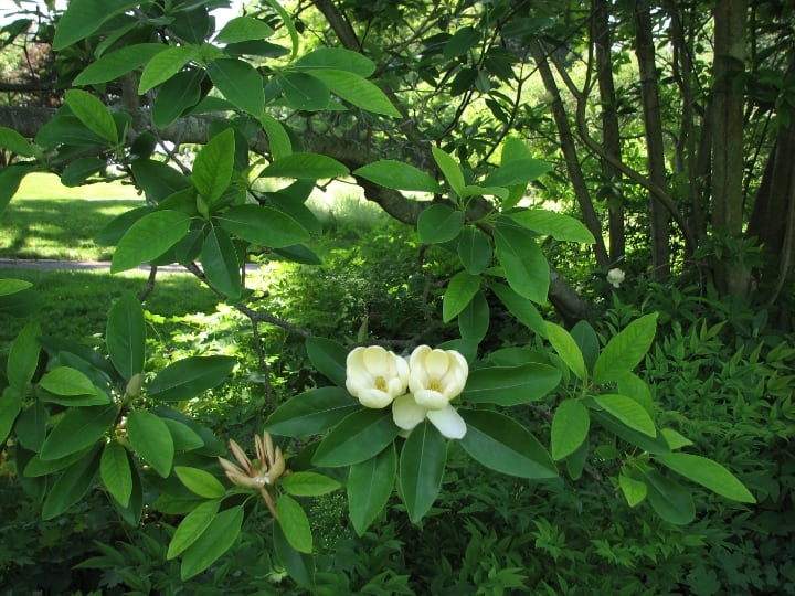 sweet bay magnolia tree facts sweet bay magnolia tree facts
