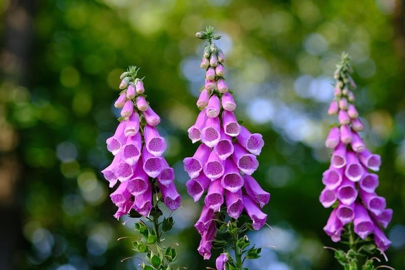 tall perennial flowers tall perennial flowers