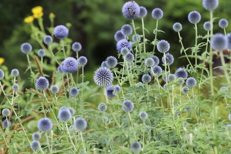 tall perennials tall perennials