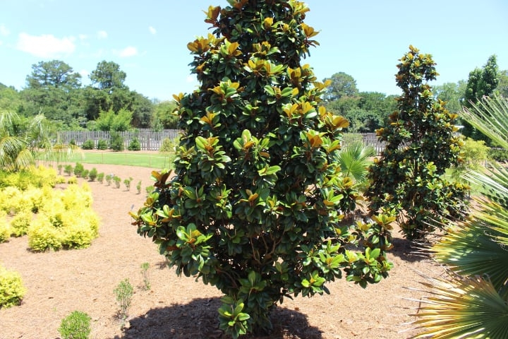 teddy bear magnolia tree teddy bear magnolia tree