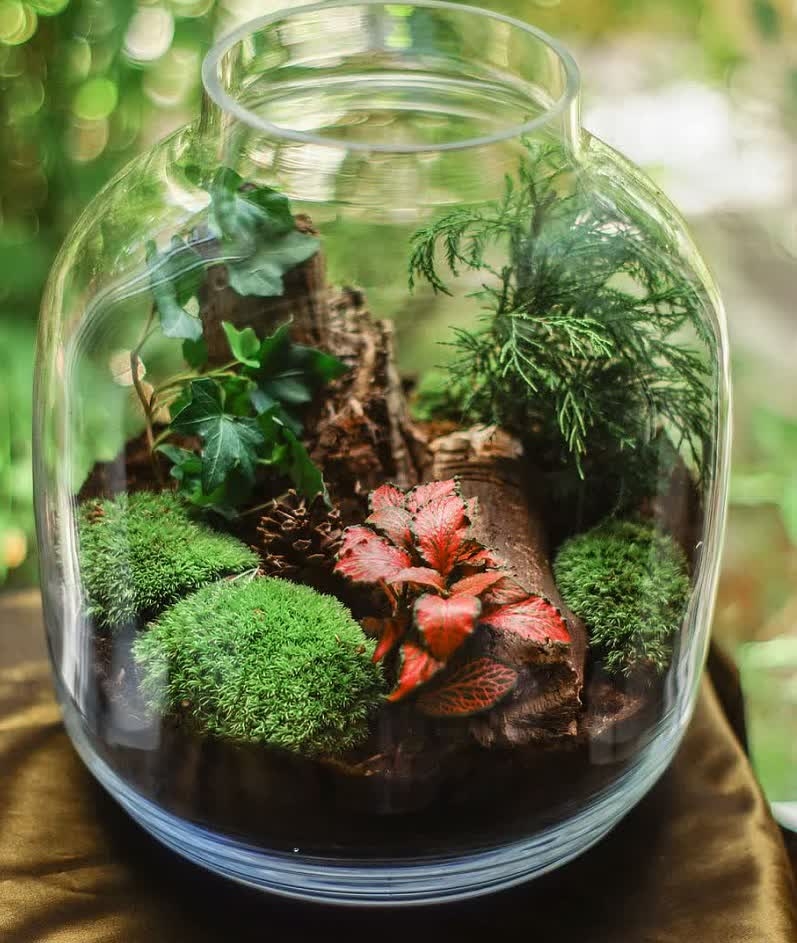 21 Mejores Plantas De Terrario Para Terrarios Cerrados Y Abiertos Jardin   Terrarium Plant Light 