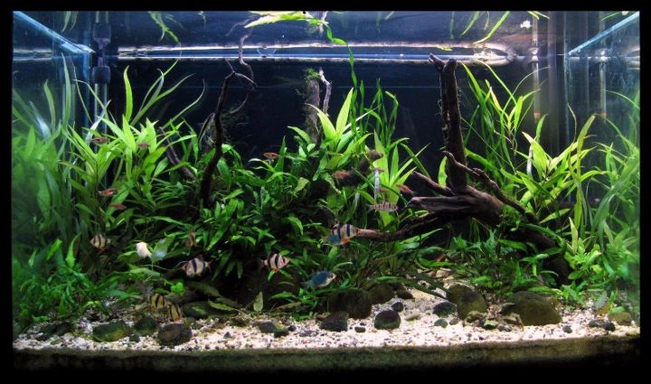 19+ Simple Planted Aquarium