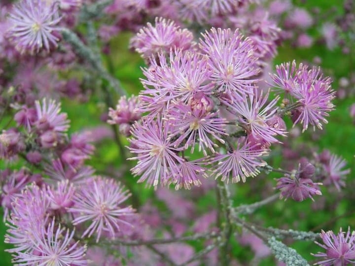 thalictrum dry shade plant thalictrum dry shade plant