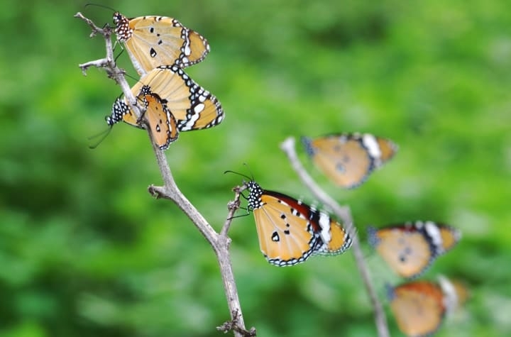 tiger butterflies resting on twigs