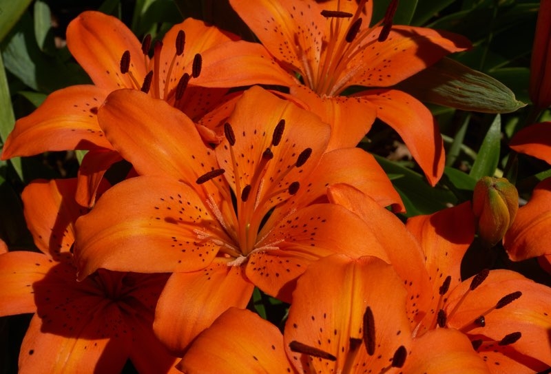 tiger lilies tiger lilies