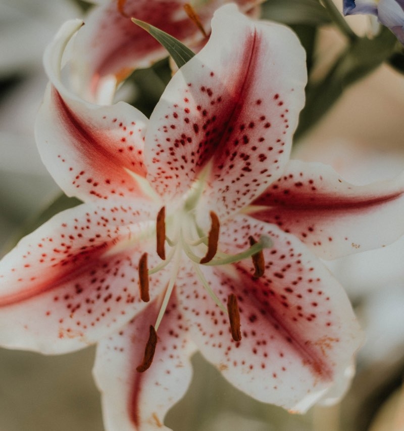 tiger lily flower tiger lily flower
