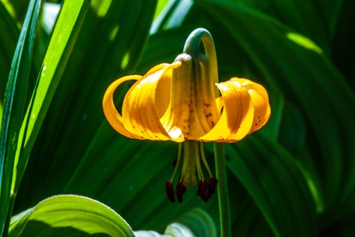 tiger lily unnder the sun tiger lily unnder the sun