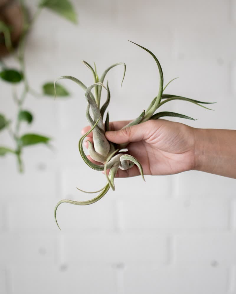 planta de aire detillandsia 1