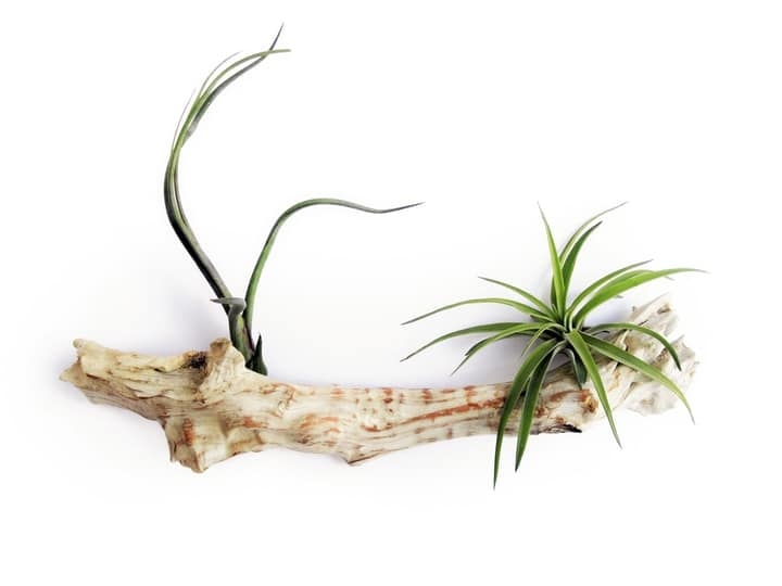 tillandsia air plant on white wall garden tillandsia air plant on white wall garden