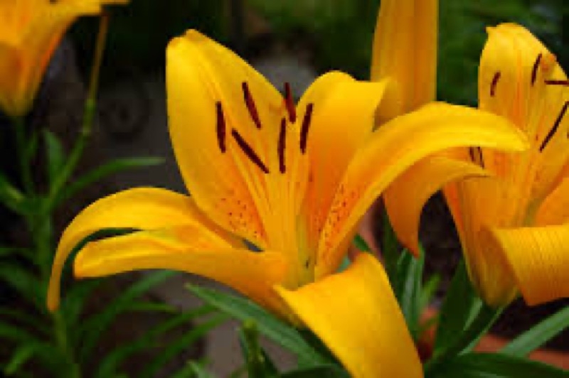 tiny bee lily flower tiny bee lily flower