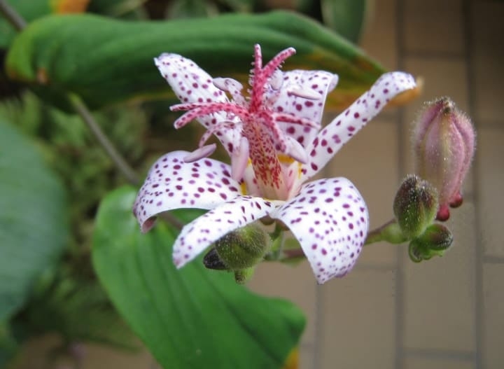 toad lily shade perennial plant toad lily shade perennial plant