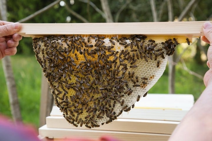 top bar hive top bar hive
