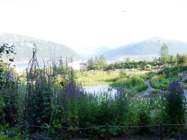 tromoso artic alpine botanic garden tromoso artic alpine botanic garden