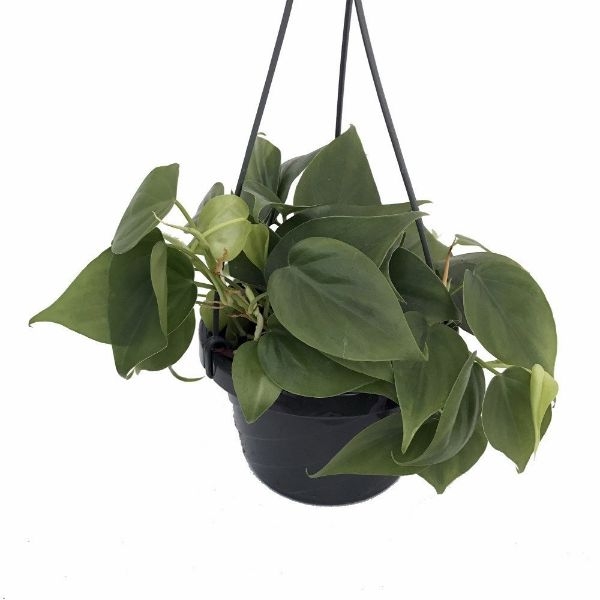 Tropical House Plants For Sale Tropical House Plants For Sale